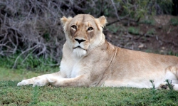 Afrique du sud