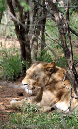 Afrique du sud