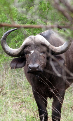 Afrique du sud