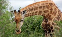 Afrique du sud